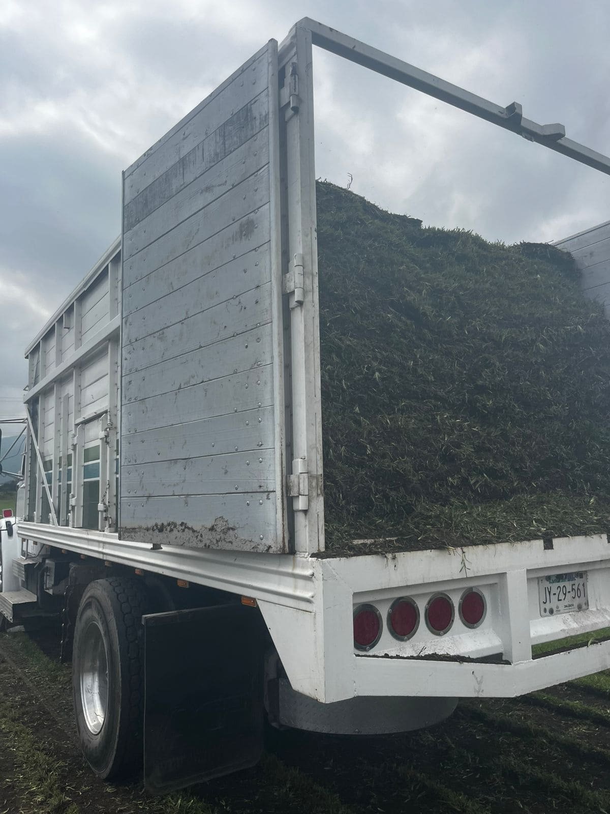 Venta de pasto en rollo en guadalajara