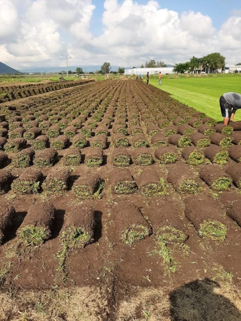 Rollos de pasto natural tipo alfombra en guadalajara
