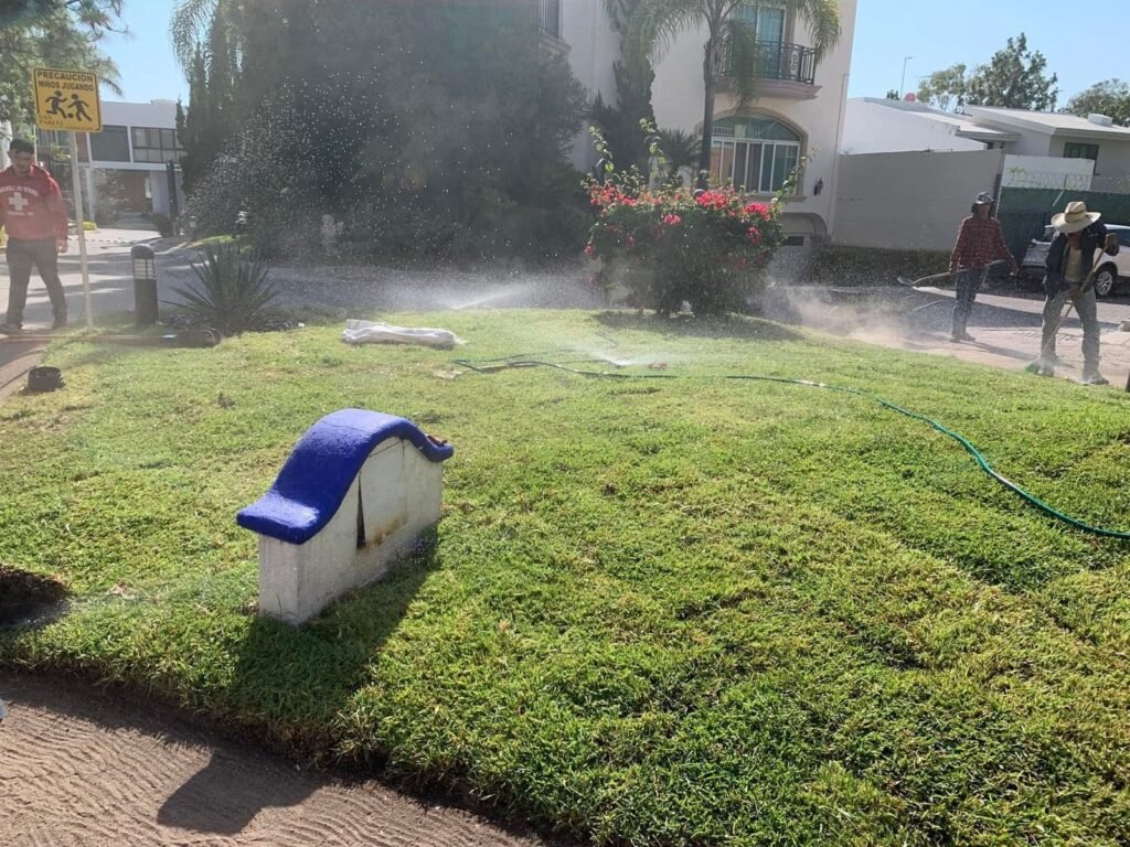 Pasto en rollo tipo alfombra instalado en jalisco