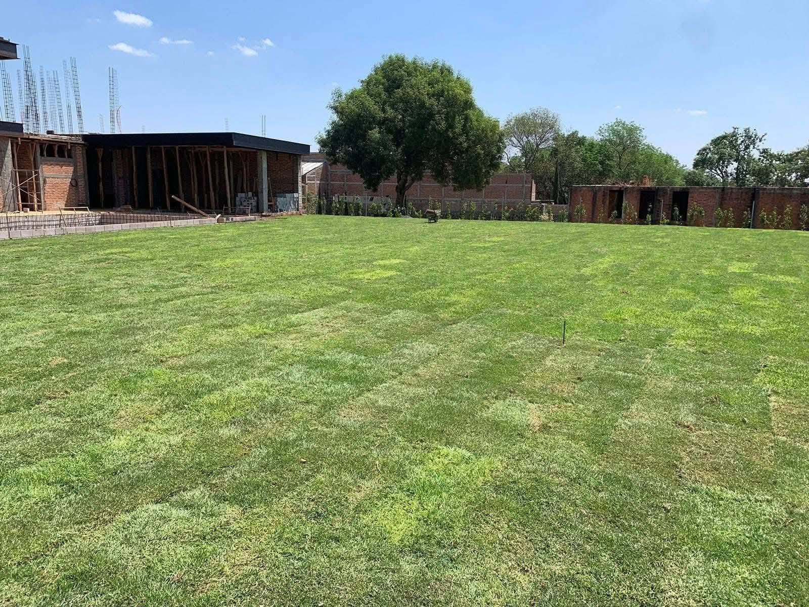 pasto en rollo tipo alfombra instalado en bugambilias